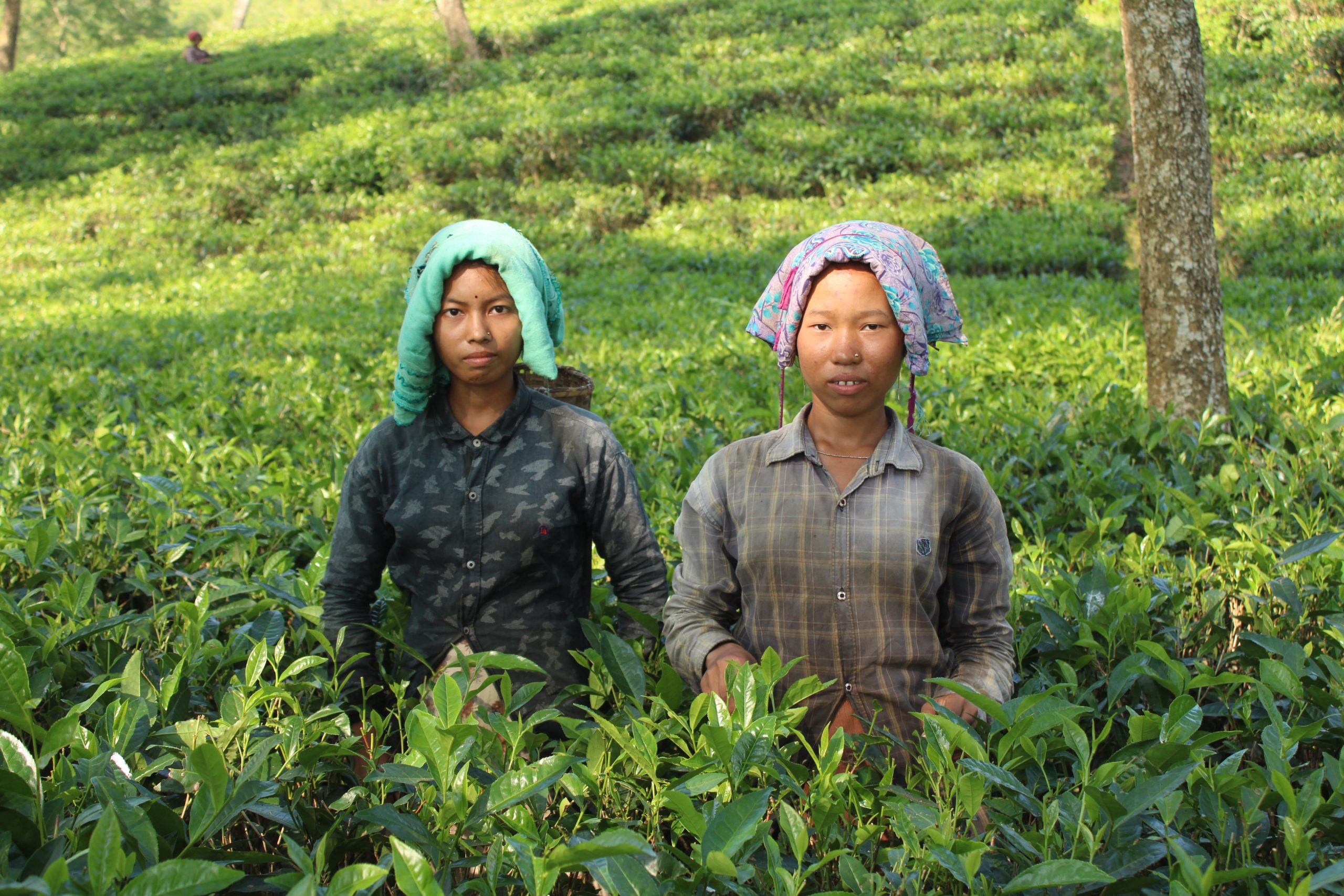 Bangladesh Tea